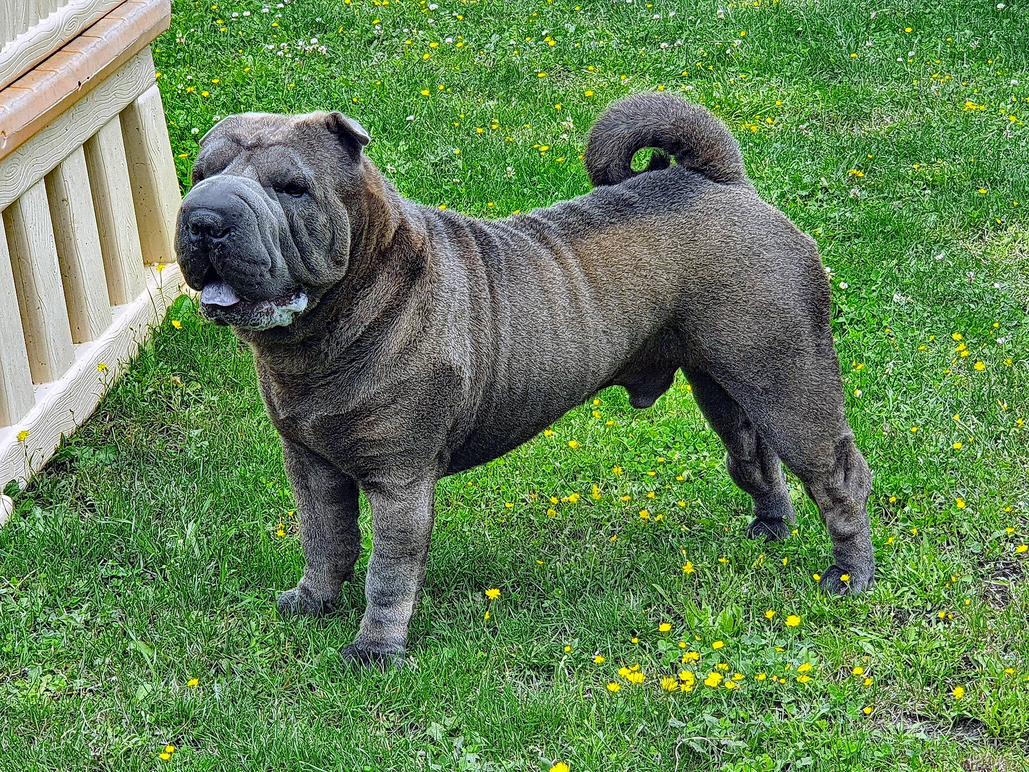 Patch a rejoint le concours — aidez-le/la à gagner de superbes lots ! bulldog, canidae, carnivore, collar, companion_dog, dog, dog_breed, dog_collar, fawn, grass, groundcover, plant, pug, snout, sporting_group, tail, terrestrial_animal, toy_dog, working_animal, wrinkle