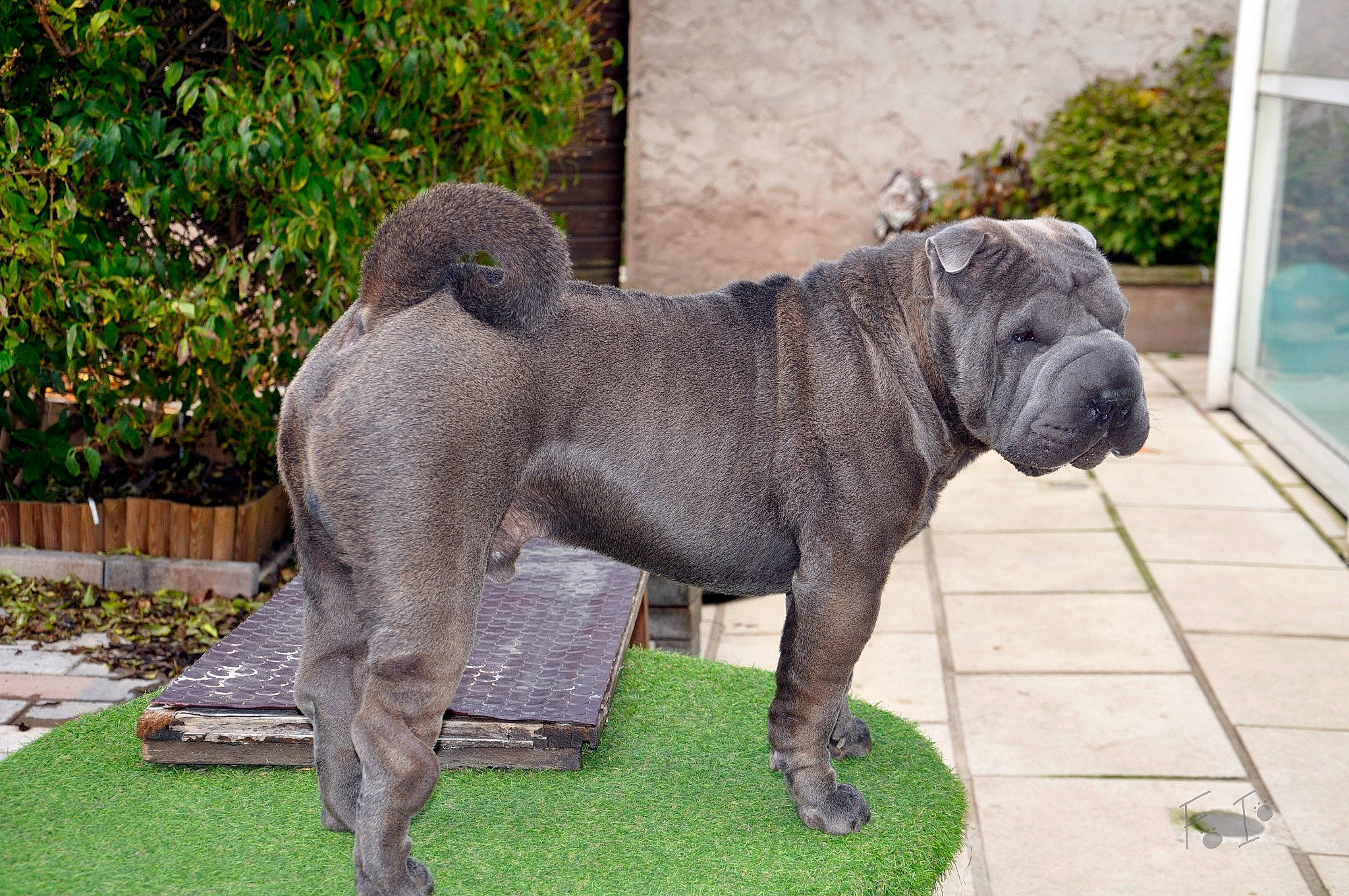 Patch a rejoint le concours — aidez-le/la à gagner de superbes lots ! art, big_cats, canidae, carnivore, companion_dog, dog, dog_breed, fawn, felidae, grass, lawn_ornament, metal, plant, sculpture, sporting_group, statue, tail, terrestrial_animal, toy_dog, working_animal