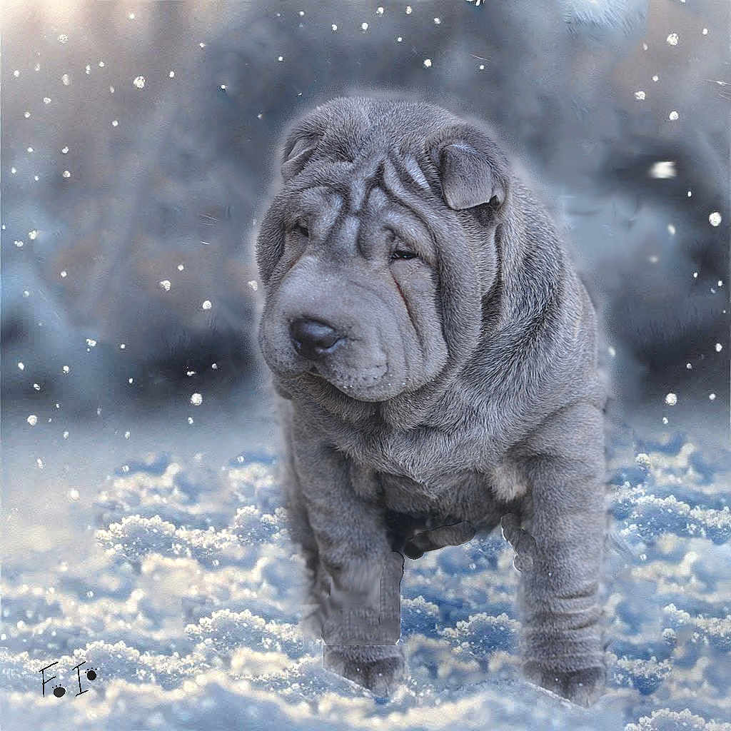 Vidya participe au concours pour gagner de l'argent avec cette photo : animal, blizzard, bulldog, canine, chow, dog, ice, lion, nature, outdoors, pet, photography, pitbull, pug, puppy, snout, snow, storm, weather, winter