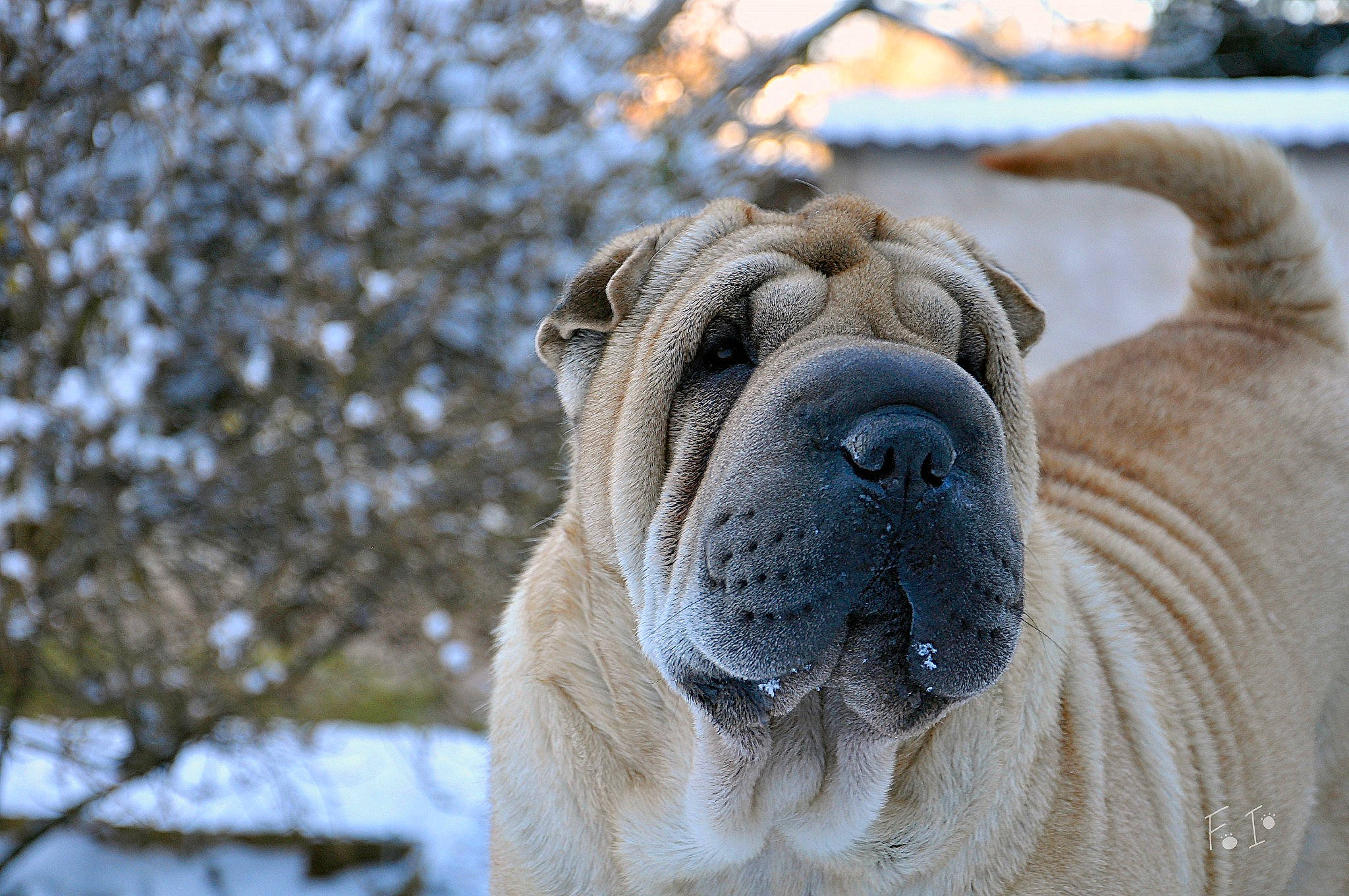 Rose a rejoint le concours — aidez-le/la à gagner de superbes lots ! ancient_dog_breeds, bulldog, canidae, carnivore, collar, companion_dog, dog, dog_breed, fawn, molosser, ori_pei, shar_pei, snout, snow, sporting_group, terrestrial_animal, water, whiskers, working_dog, wrinkle