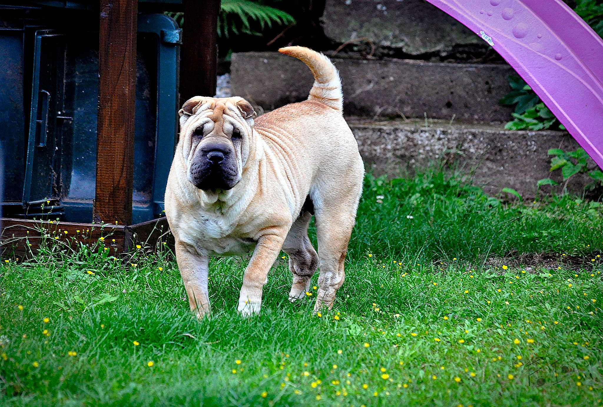 Rose a rejoint le concours — aidez-le/la à gagner de superbes lots ! ancient_dog_breeds, building, bulldog, carnivore, companion_dog, dog, dog_breed, door, fawn, grass, green, groundcover, guard_dog, molosser, plant, snout, terrestrial_animal, working_animal, working_dog, wrinkle