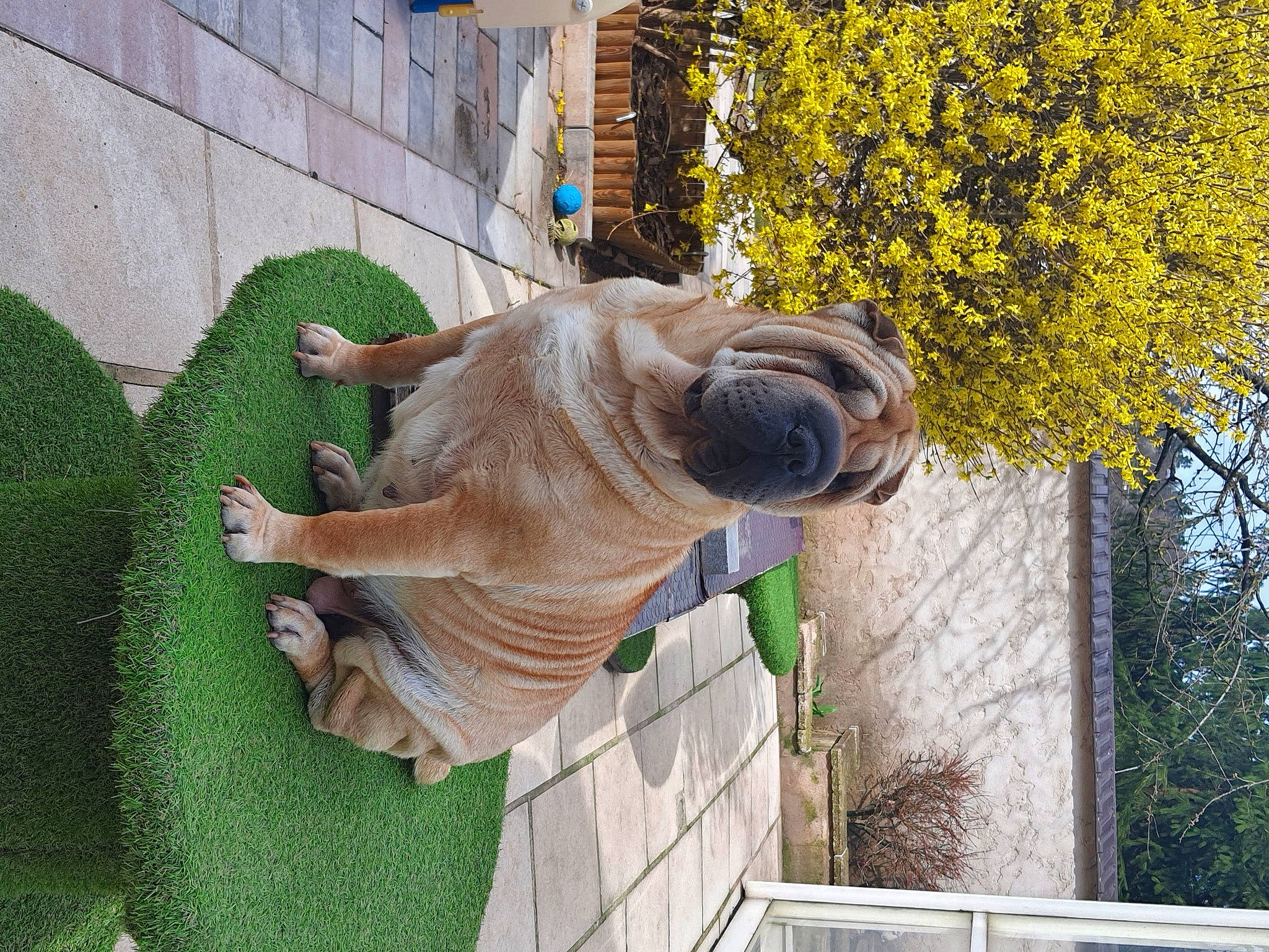 Rose a rejoint le concours — aidez-le/la à gagner de superbes lots ! elephant, fawn, flower, grass, house, indian_elephant, lawn_ornament, plant, sculpture, shrub, snout, sporting_group, tail, terrestrial_animal, tree, wildlife, wood, working_animal, wrinkle, yellow