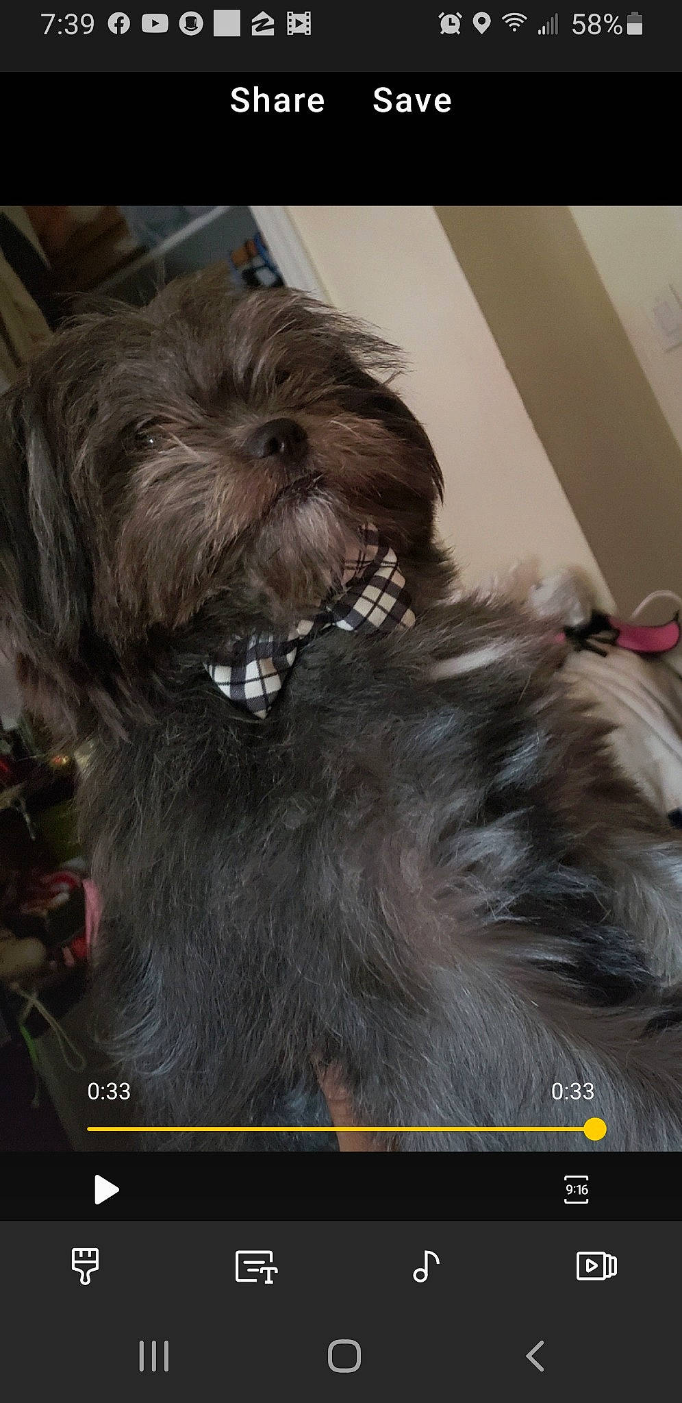 Smokey joined the competition — help win amazing prizes! affenpinscher, bolonka, canidae, cao_da_serra_de_aires, carnivore, chinese_imperial_dog, companion_dog, dog, dog_breed, lhasa_apso, liver, lowchen, miniature_schnauzer, non_sporting_group, puppy, rare_breed_dog, shih_tzu, sporting_group, tibetan_terrier, toy_dog