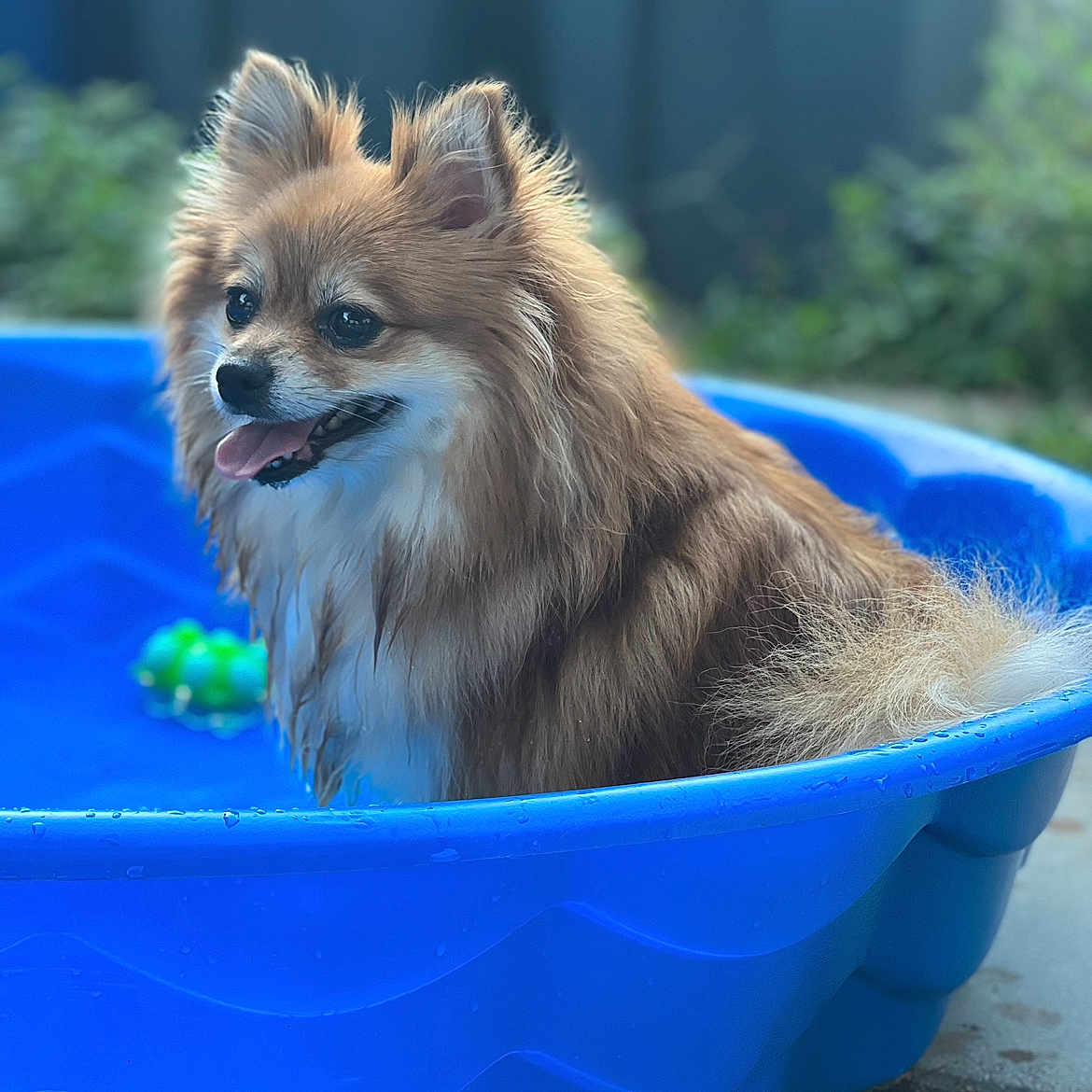 Nala is registered to the contest to win money with this photo: animal, bucket, canine, chihuahua, cockerspaniel, dog, eskimodog, grass, husky, indoors, interiordesign, papillon, pet, plant, pool, pottedplant, puppy, summer, tub, water