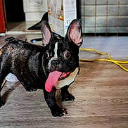 Pandora is registered to the contest to win money with this photo: alert, animal, brindle, canine, companion, cute, dog, ears_up, floor, french_bulldog, home, indoor, looking_away, pet, pet_care, playful, puppy, tongue_out, wooden_floor, young