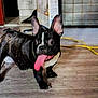 alert, animal, brindle, canine, companion, cute, dog, ears_up, floor, french_bulldog, home, indoor, looking_away, pet, pet_care, playful, puppy, tongue_out, wooden_floor, young