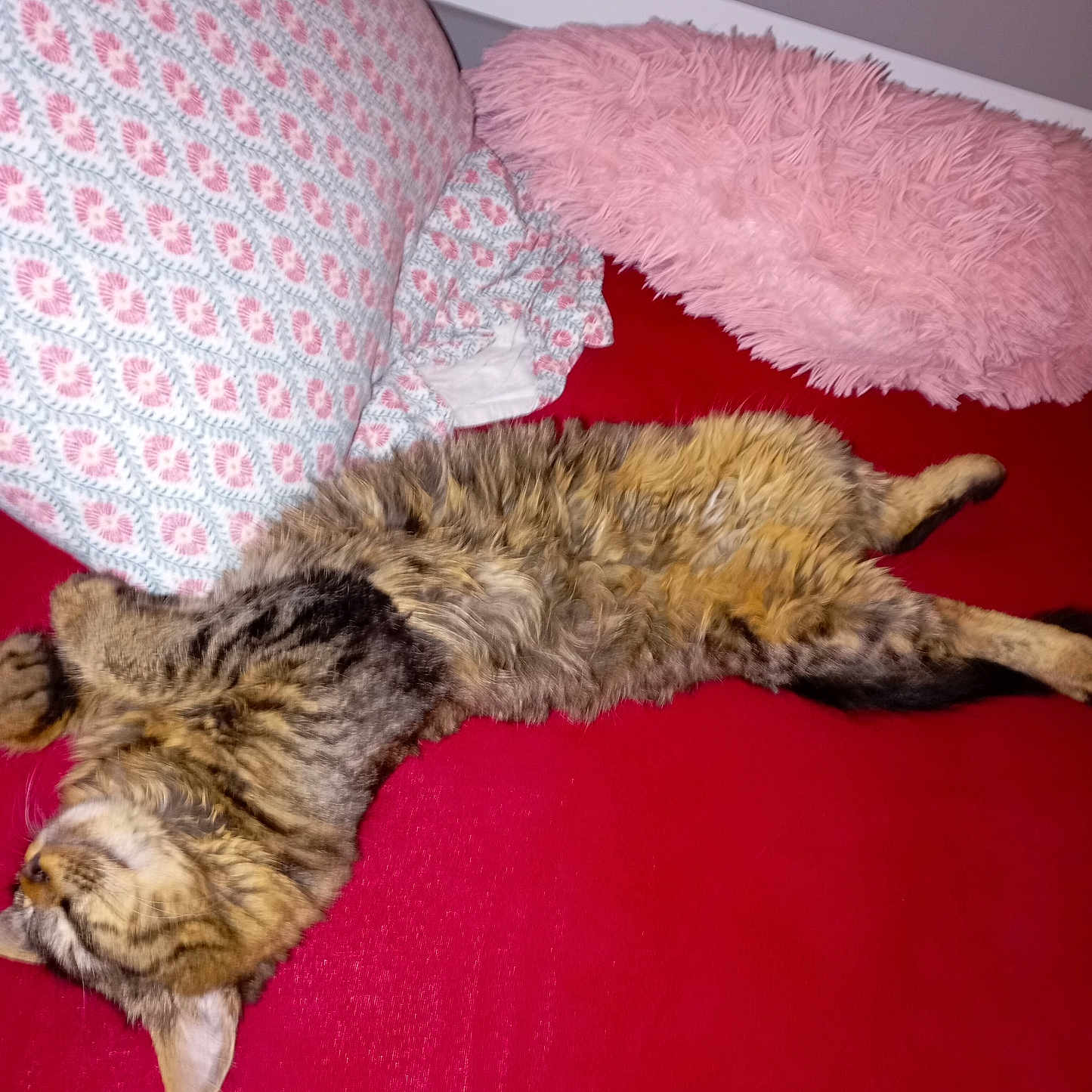 Stephanie Hagard participe au concours pour gagner de l'argent avec cette photo : abyssinian, animal, architecture, bed, building, cat, chair, couch, cushion, furniture, homedecor, indoors, interiordesign, kitten, livingroom, manx, person, pet, room, sleeping