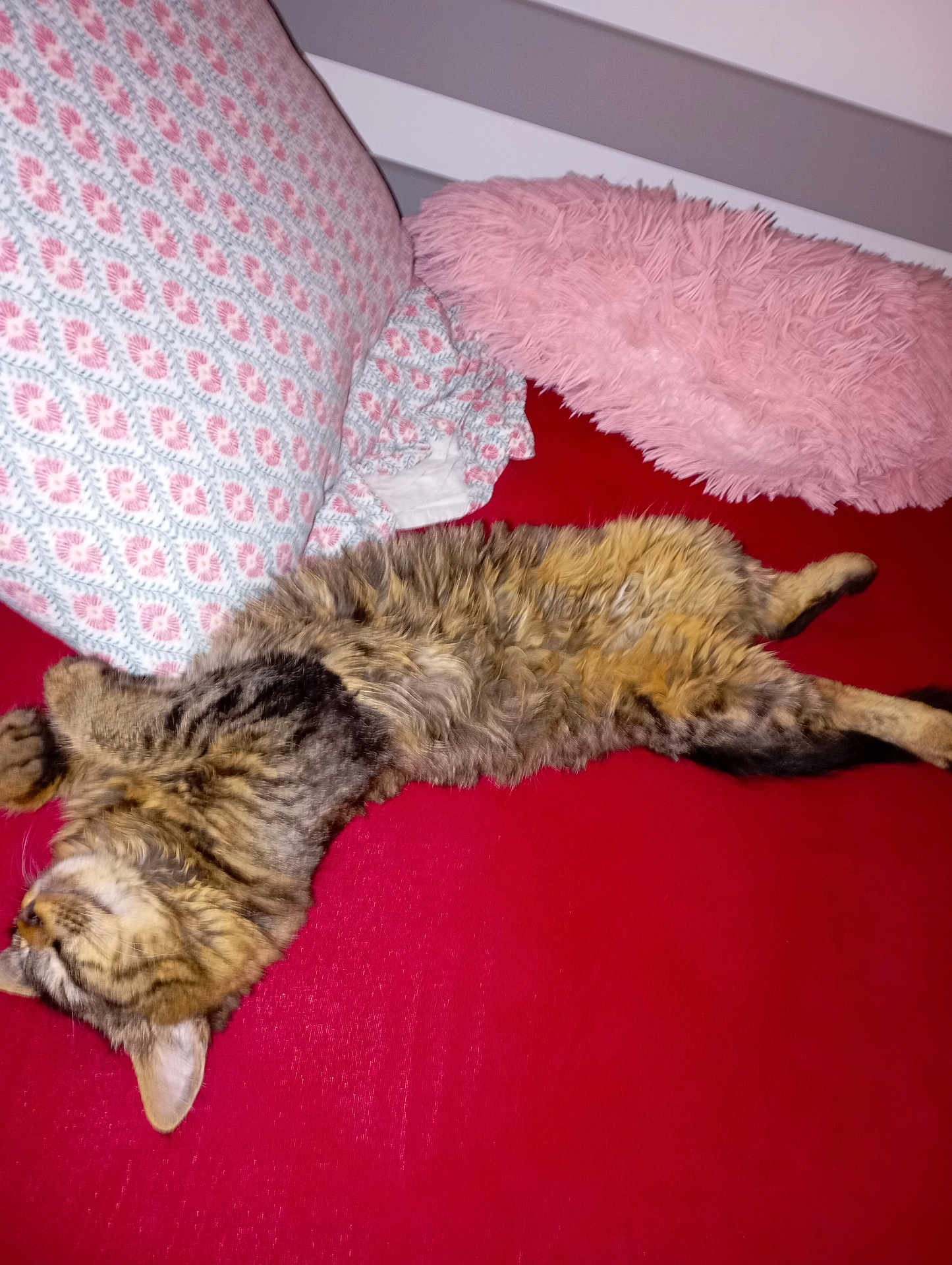 Stephanie Hagard participe au concours pour gagner de l'argent avec cette photo : abyssinian, animal, architecture, bed, building, cat, chair, couch, cushion, furniture, homedecor, indoors, interiordesign, kitten, livingroom, manx, person, pet, room, sleeping