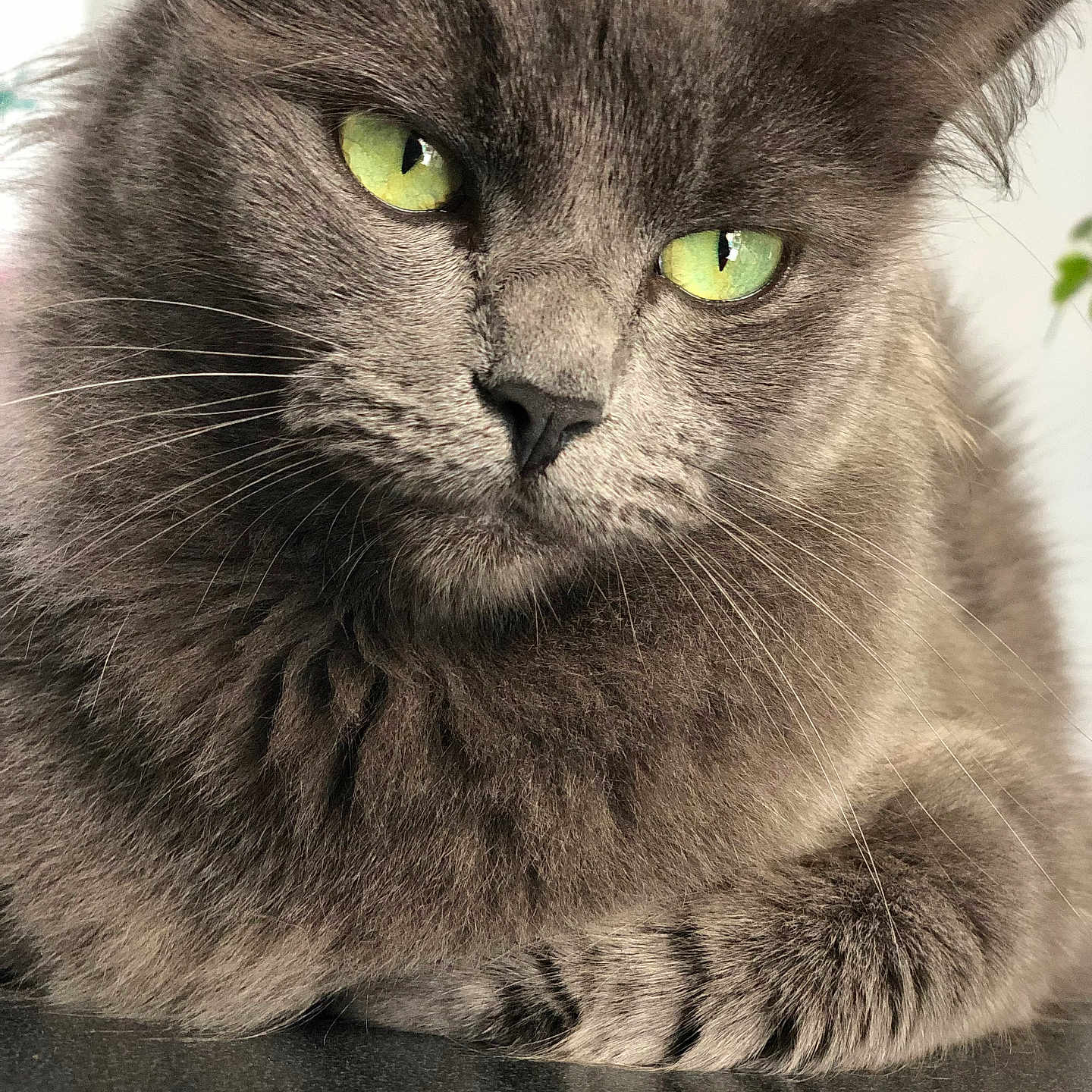 Openbar a rejoint le concours — aidez-le/la à gagner de superbes lots ! animal, cat, close_up, cute, domestic_cat, ears, face, feline, fluffy, green_eyes, grey_fur, indoor, looking_at_camera, nose, paw, pet, portrait, relaxed, soft_fur, whiskers