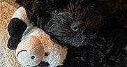 Bosch joined the competition — help win amazing prizes! dog, black_dog, puppy, plush_toy, cow_toy, stuffed_animal, blanket, bed, soft_texture, sleepy, pet, cute, fur, indoors, cozy, resting, animal, companion, toy, snuggling
