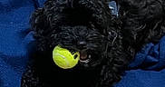 Bosch joined the competition — help win amazing prizes! animal, black_dog, blanket, blue_blanket, canine, curly_fur, cute, dog, friendly, fur, indoor, mouth, paws, pet, pet_toy, playing, resting, rope_toy, tennis_ball, toy