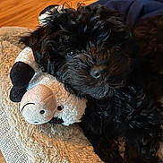 Bosch is registered to the contest to win money with this photo: dog, puppy, black_fur, stuffed_animal, toy, blanket, cozy, pet, snuggling, soft_texture, indoor, cute, animal, resting, fur, close_up, sleepy, companion, warm_lighting, relaxation