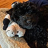 dog, puppy, black_fur, stuffed_animal, toy, blanket, cozy, pet, snuggling, soft_texture, indoor, cute, animal, resting, fur, close_up, sleepy, companion, warm_lighting, relaxation