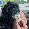 Bosch is registered to the contest to win money with this photo: black_dog, blurred_background, car_interior, cute, daytime, dog, dunkin, food, fur, hand, human_hand, knee, licking, outdoor, pet, summer, treat, trees, whipped_cream, window
