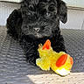 puppy, black_dog, toy, plush_toy, yellow, orange, woven_surface, animal, pet, cute, playful, indoor, close_up, fur, small_dog, looking, adorable, table, resting, domestic_animal