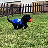 dog, puppy, blue_shirt, grass, lawn, orange_ball, running, outdoor, fence, wooden_fence, pet, playful, animal, yard, suburban, house, daylight, cute, small_dog, black_dog