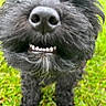 Bosch is registered to the contest to win money with this photo: animal, black_dog, blurred, canine, close_up, cute, dog, friendly, fur, grass, muzzle, nature, nose, outdoor, pet, playful, smile, teeth, tongue, whiskers