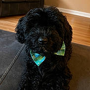 Bosch is registered to the contest to win money with this photo: animal, black_dog, bow_tie, canine, companion, couch, cozy, curly_fur, cute, dog, domestic_animal, fluffy, furniture, home, indoor, living_room, pet, portrait, sitting, wooden_floor