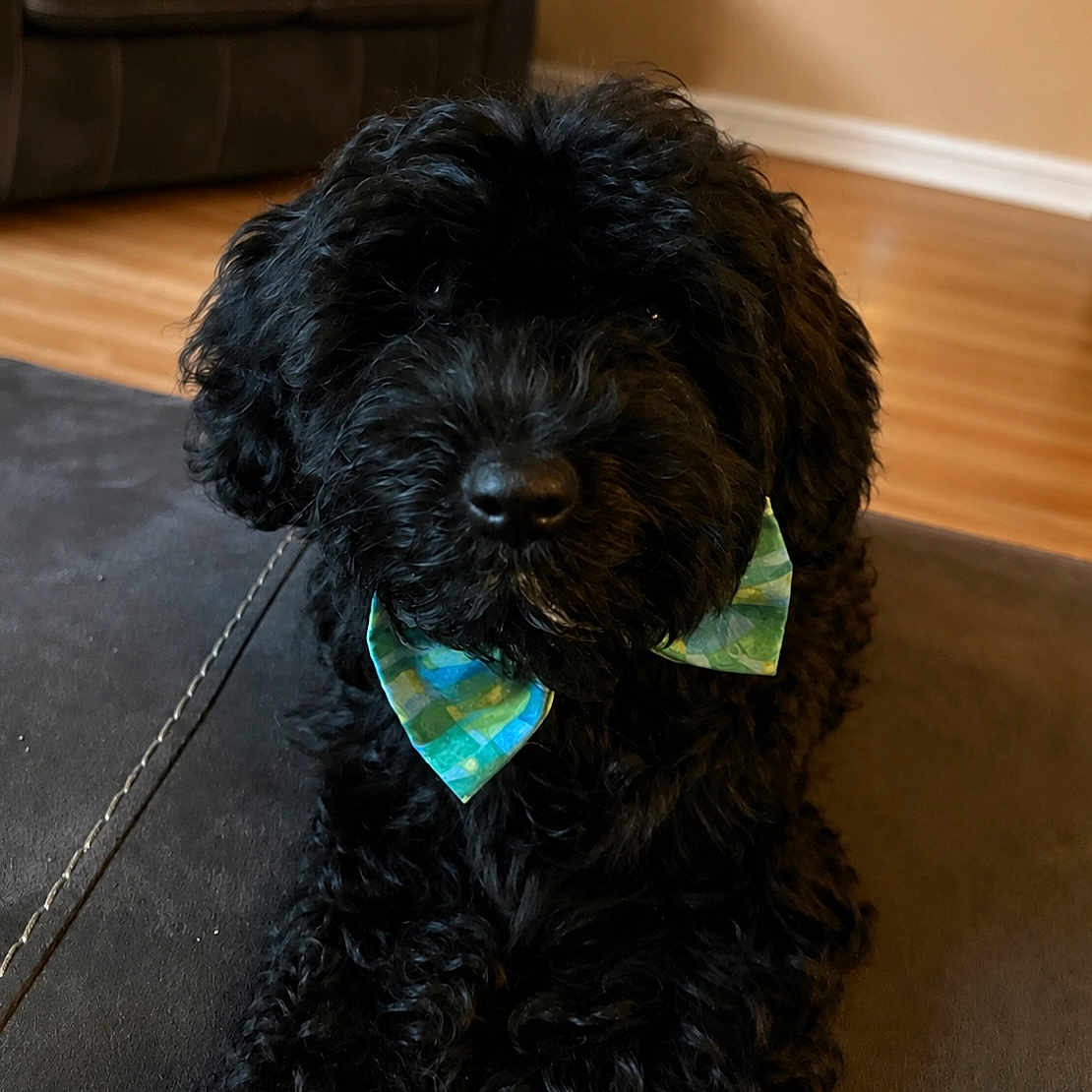 Bosch is registered to the contest to win money with this photo: animal, black_dog, bow_tie, canine, companion, couch, cozy, curly_fur, cute, dog, domestic_animal, fluffy, furniture, home, indoor, living_room, pet, portrait, sitting, wooden_floor