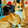 dog, corgi, pet, indoor, floor, carpet, toy, vehicle, chair, wooden_floor, wall, ears, fur, animal, sitting, cute, brown, white, domestic, portrait