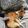 dog, sleeping, bed, pillow, blanket, cozy, small_dog, fur, resting, indoor, pet, cute, relaxation, canine, animal, home, comfort, chihuahua, soft, peaceful