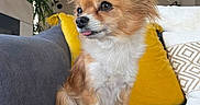 Roxy a rejoint le concours — aidez-le/la à gagner de superbes lots ! dog, small_dog, fluffy, sitting, couch, gray_couch, yellow_pillow, patterned_pillow, indoor, living_room, pet, fur, tongue_out, cute, domestic_animal, houseplant, window, modern_interior, cozy, relaxed
