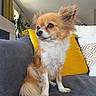 dog, small_dog, fluffy, sitting, couch, gray_couch, yellow_pillow, patterned_pillow, indoor, living_room, pet, fur, tongue_out, cute, domestic_animal, houseplant, window, modern_interior, cozy, relaxed