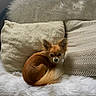 dog, small_dog, brown_dog, curled_up, fluffy_blanket, pillows, cozy, indoor, pet, cute, fur, looking_at_camera, resting, home, texture, soft, animal, companion, relaxed, domestic