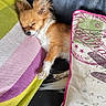 dog, chihuahua, sleeping, couch, pillow, decorative_pillow, leather, pet, resting, cute, small_dog, indoor, cozy, home, relaxing, fur, animal, nap, comfort, peaceful