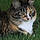 Kitty