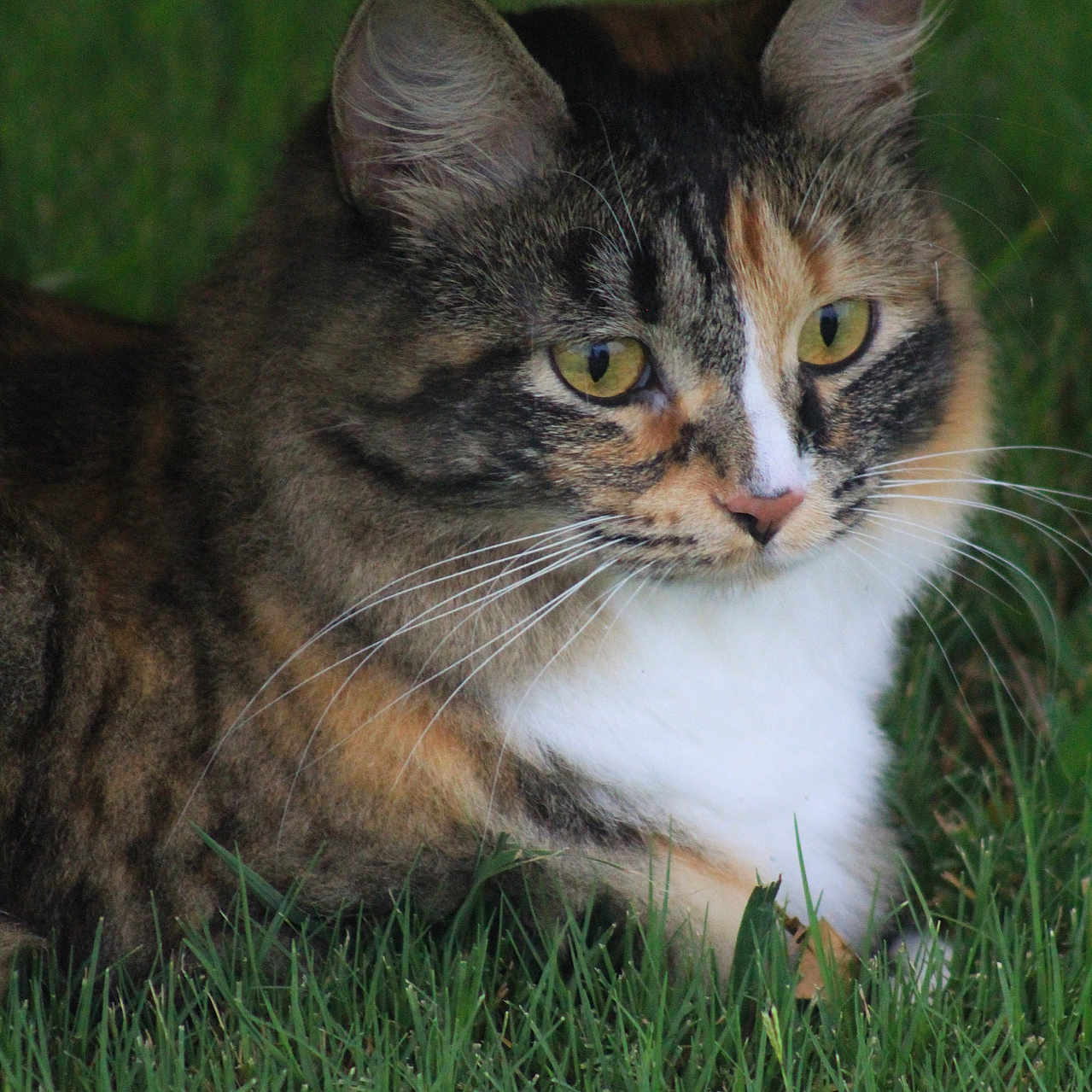 Kitty