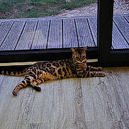 Zya a rejoint le concours — aidez-le/la à gagner de superbes lots ! cat, bengal_cat, animal, pet, indoor, wooden_floor, glass_door, grass, relaxed, lying_down, feline, spotted_coat, window, nature_outside, domestic_animal, resting, house, home_interior, horizontal, daylight