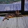 cat, bengal_cat, animal, pet, indoor, wooden_floor, glass_door, grass, relaxed, lying_down, feline, spotted_coat, window, nature_outside, domestic_animal, resting, house, home_interior, horizontal, daylight