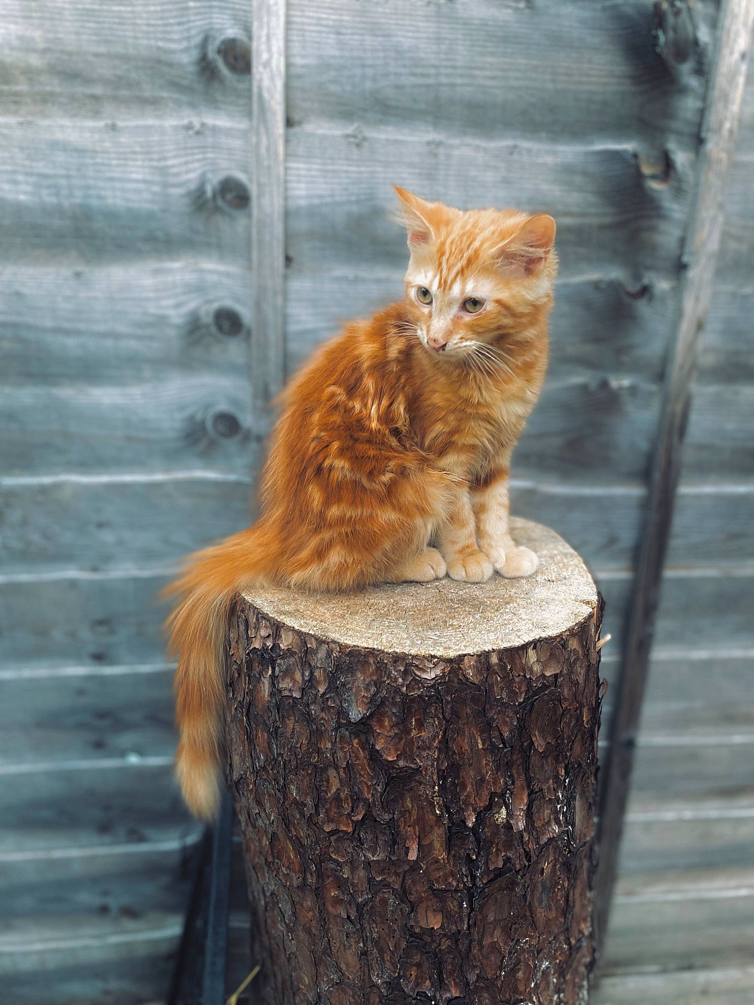 Bumble is registered to the contest to win money with this photo: carnivore, cat, claw, domestic_short_haired_cat, fawn, felidae, fur, grass, road_surface, shadow, sitting, small_to_medium_sized_cats, snout, tail, terrestrial_animal, tree, trunk, whiskers, wildlife, wood