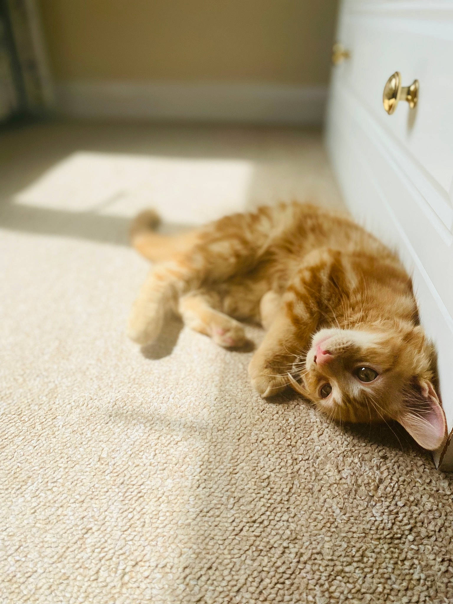 Bumble is registered to the contest to win money with this photo: carnivore, carpet, cat, claw, comfort, domestic_short_haired_cat, fawn, felidae, floor, flooring, fur, hardwood, human_leg, nap, paw, small_to_medium_sized_cats, snout, tail, whiskers, wood