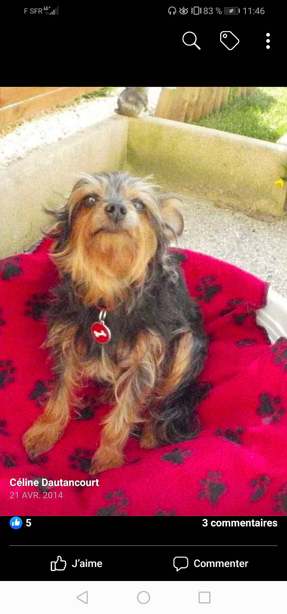 Bidouille participe au concours pour gagner de l'argent avec cette photo : australian_silky_terrier, bolonka, canidae, carnivore, chinese_imperial_dog, companion_dog, dog, dog_breed, liver, maltepoo, mammal, puppy, rare_breed_dog, shih_tzu, small_terrier, terrier, toy_dog, vertebrate, yorkipoo, yorkshire_terrier