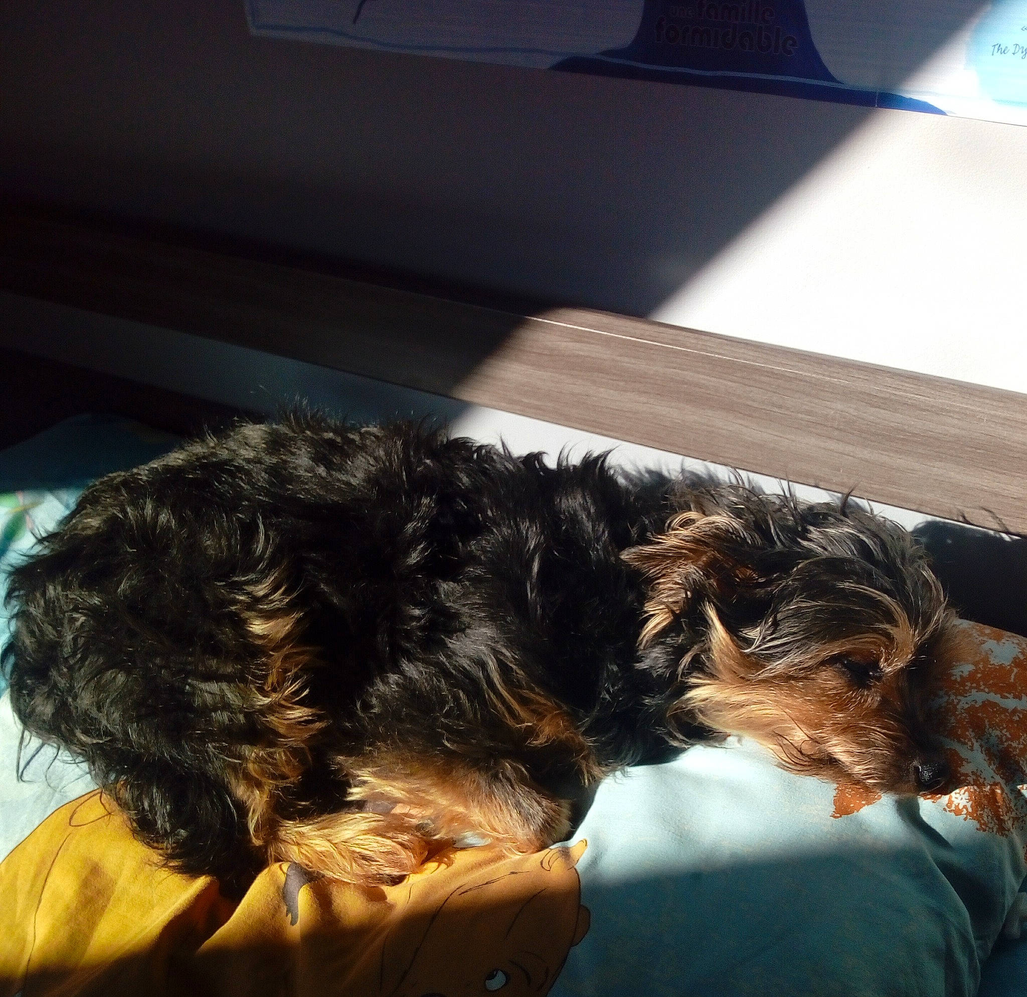 Bidouille a rejoint le concours — aidez-le/la à gagner de superbes lots ! canidae, carnivore, companion_dog, dog, dog_breed, ear, fur, puppy, schnoodle, snout, sporting_group, terrier, welsh_terrier, wirehaired_pointing_griffon, yorkipoo, yorkshire_terrier