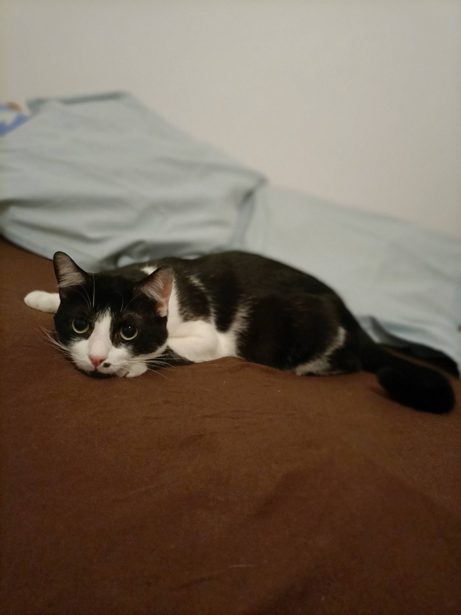 Noé a rejoint le concours — aidez-le/la à gagner de superbes lots ! carnivore, cat, comfort, domestic_short_haired_cat, felidae, flooring, fur, grey, hardwood, paw, room, small_to_medium_sized_cats, tail, whiskers, wood