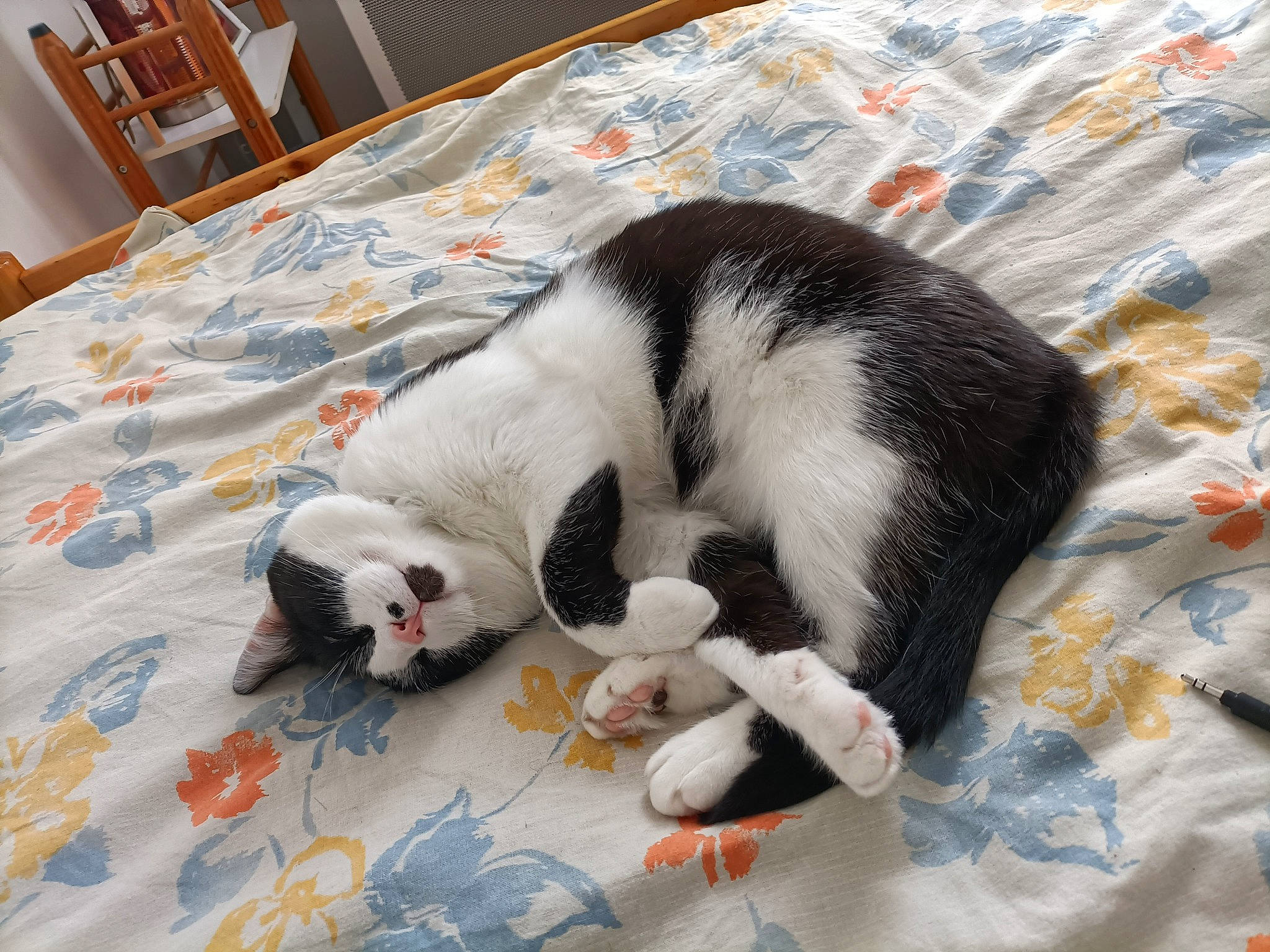 Noé a rejoint le concours — aidez-le/la à gagner de superbes lots ! bedding, canidae, carnivore, cat, chair, claw, comfort, domestic_short_haired_cat, felidae, fur, linens, nap, paw, room, sleep, small_to_medium_sized_cats, table, tail, whiskers, wood