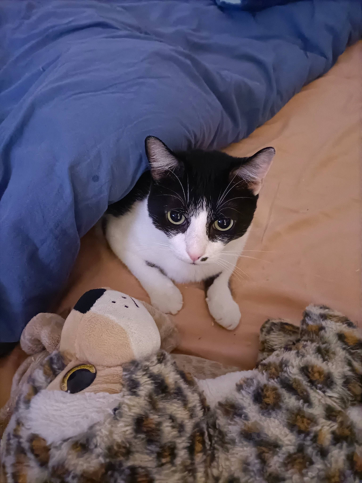 Noé participe au concours pour gagner de l'argent avec cette photo : bed, bedding, carnivore, cat, cat_bed, comfort, domestic_short_haired_cat, felidae, foot, fur, lap, linens, nap, pattern, paw, small_to_medium_sized_cats, snout, tail, whiskers