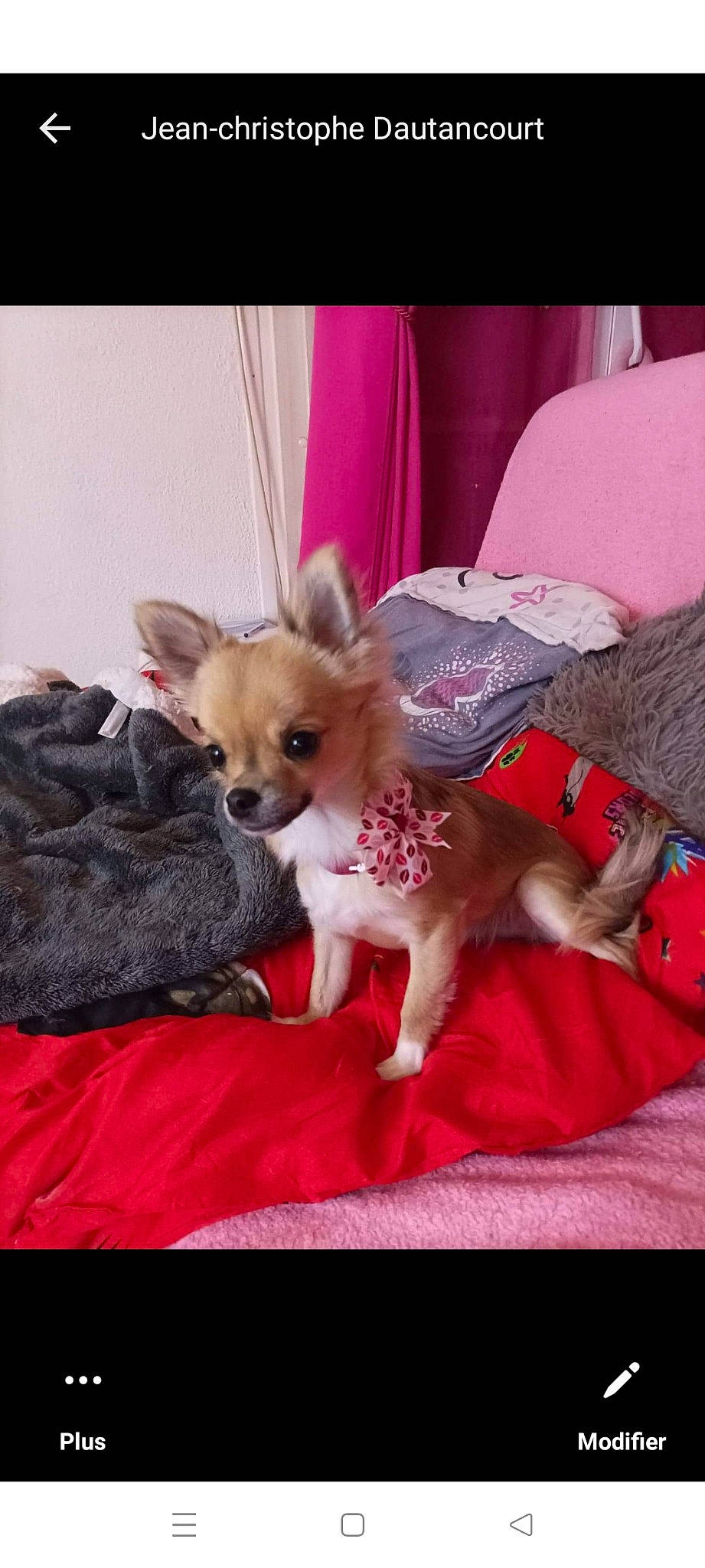 Siella participe au concours pour gagner de l'argent avec cette photo : bed, carnivore, chihuahua, comfort, companion_dog, corgi_chihuahua, dog, dog_breed, dog_supply, fawn, fur, linens, magenta, mammal, pattern, pink, russkiy_toy, sporting_group, toy_dog, whiskers