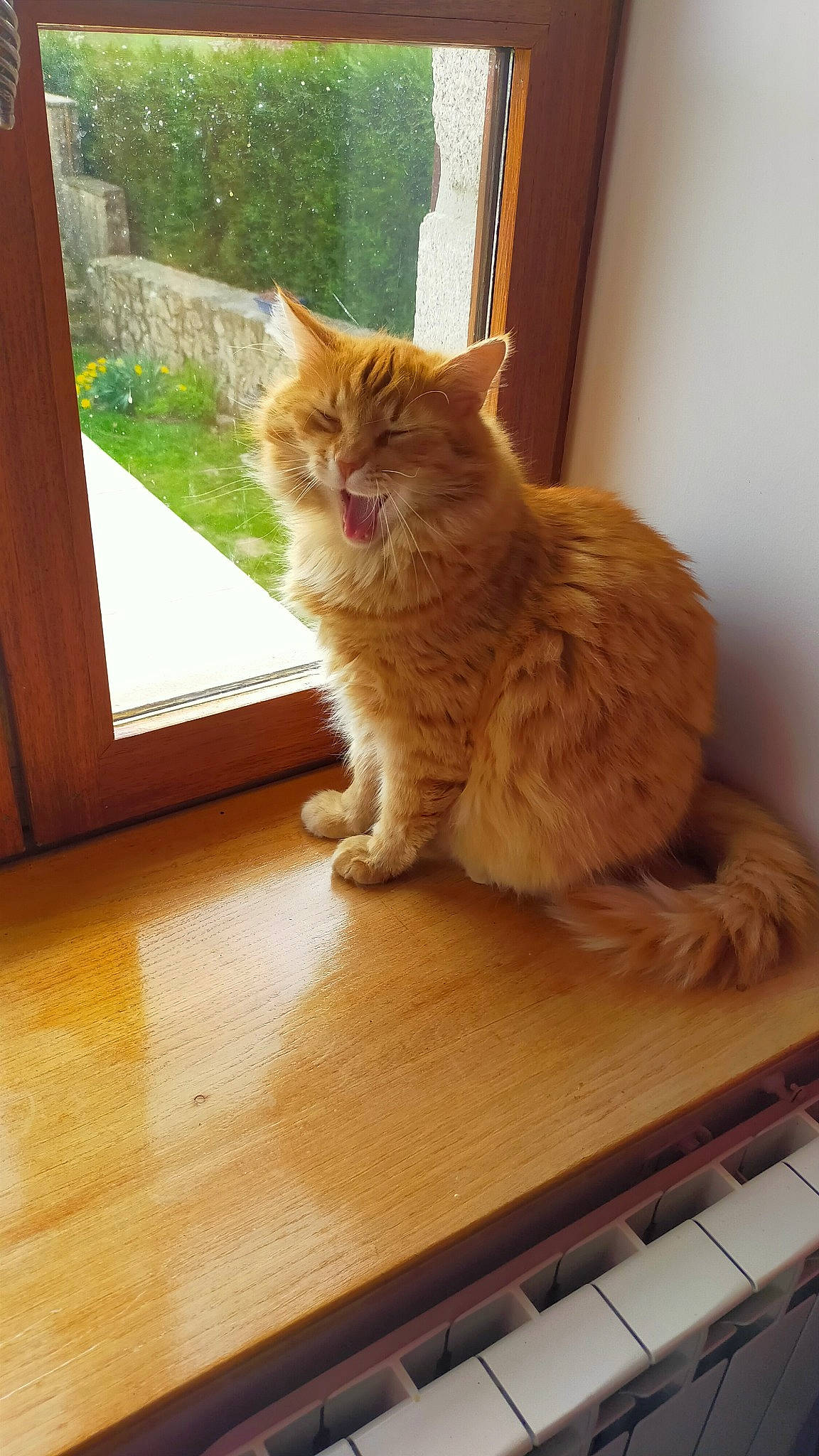 Chipoune participe au concours pour gagner de l'argent avec cette photo : box, carnivore, cat, computer_keyboard, domestic_short_haired_cat, fawn, felidae, flooring, fur, hardwood, laminate_flooring, plant, small_to_medium_sized_cats, snout, tail, whiskers, window, wood, wood_flooring, wood_stain