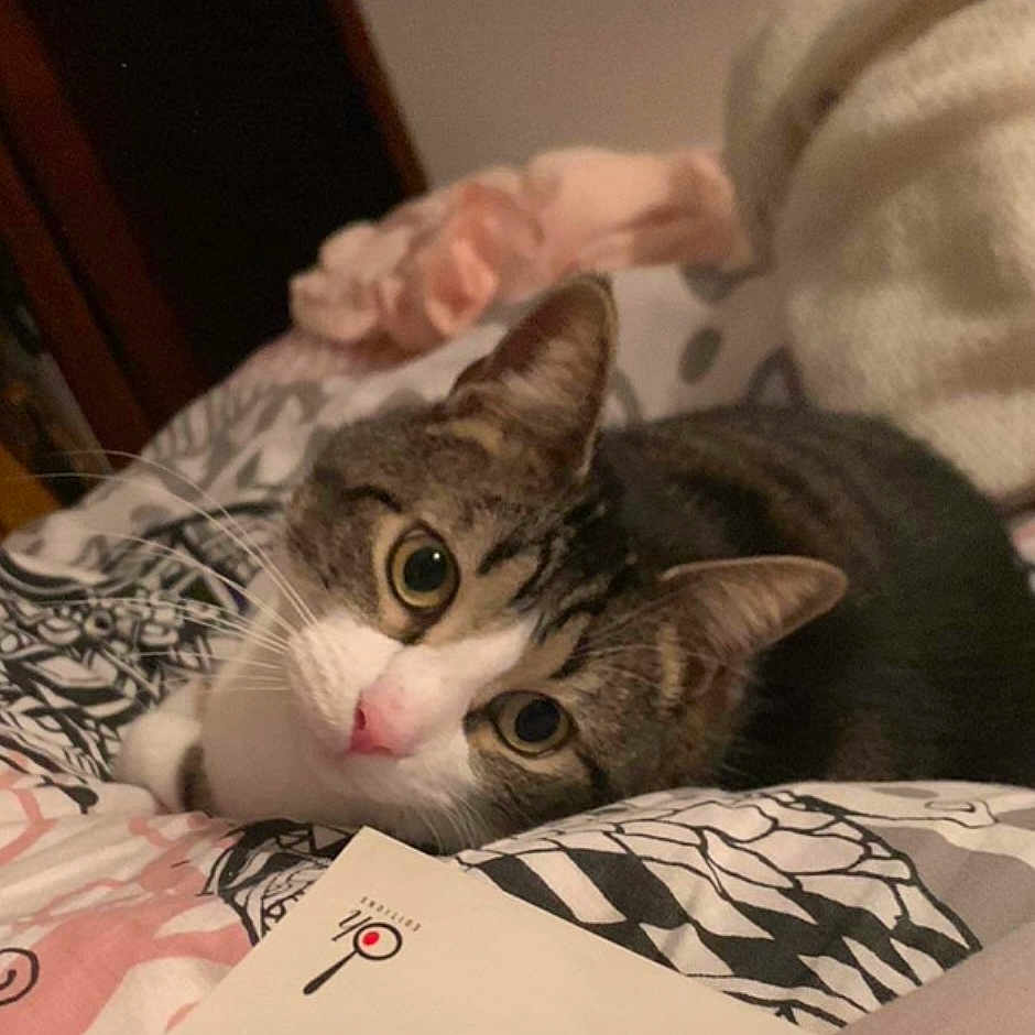 Câline participe au concours pour gagner de l'argent avec cette photo : abyssinian, advertisement, animal, bed, blanket, book, cat, face, furniture, head, indoors, kitten, manx, person, pet, photography, portrait, poster, publication, text