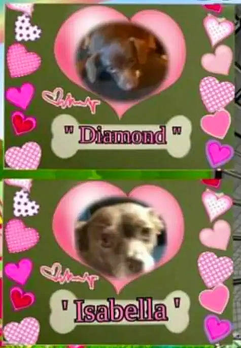 Bella is registered to the contest to win money with this photo: advertising, cat_supply, circle, companion_dog, dog, dog_breed, dog_supply, fawn, font, liver, magenta, organism, paw, pet_supply, photo_caption, pink, snout, terrestrial_animal, wildlife, working_animal