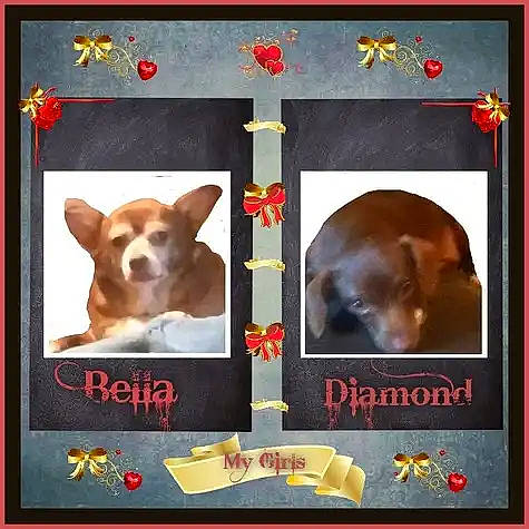 Bella joined the competition — help win amazing prizes! advertising, art, brown, canidae, carnivore, companion_dog, creative_arts, dog, dog_breed, fawn, font, illustration, liver, picture_frame, poster, publication, rectangle, sporting_group, visual_arts, working_animal