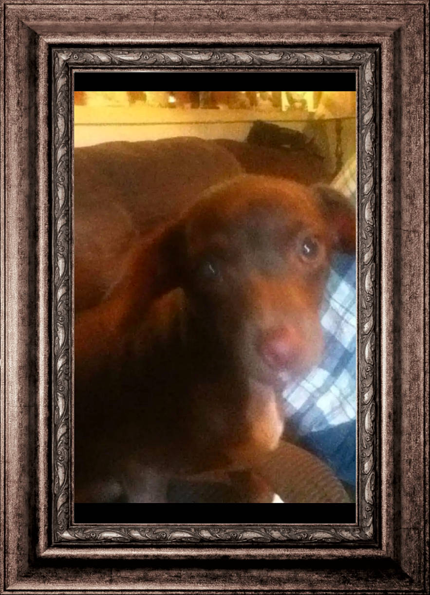 Diamond is registered to the contest to win money with this photo: art, brown, carnivore, companion_dog, dog, dog_breed, fawn, liver, mammal, painting, pet_supply, picture_frame, rectangle, snout, sporting_group, vertebrate, visual_arts, window, wood, working_animal