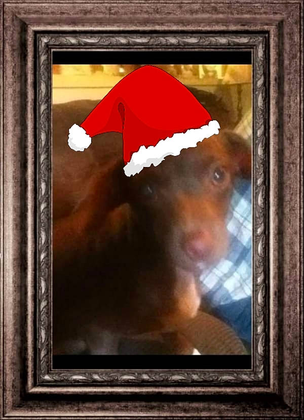 Diamond is registered to the contest to win money with this photo: art, beard, carmine, christmas, facial_hair, illustration, interior_design, mammal, modern_art, paint, painting, picture_frame, rectangle, room, santa_claus, still_life_photography, tints_and_shades, vertebrate, visual_arts, window