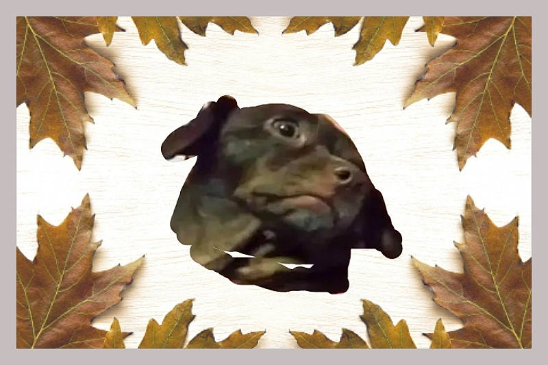 Diamond is registered to the contest to win money with this photo: art, branch, canidae, carnivore, dog, dog_breed, fawn, liver, plant, snout, sporting_group, terrestrial_animal, tints_and_shades, tree, trunk, twig, wildlife, wood, woody_plant, working_animal