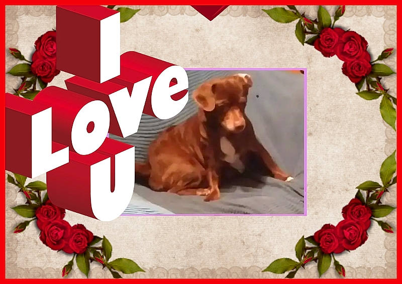 Diamond joined the competition — help win amazing prizes! advertising, canidae, carnivore, companion_dog, dog, dog_breed, fashion_accessory, fawn, flower, font, liver, magenta, paw, petal, plant, rectangle, rose_family, rose_order, sporting_group, working_animal