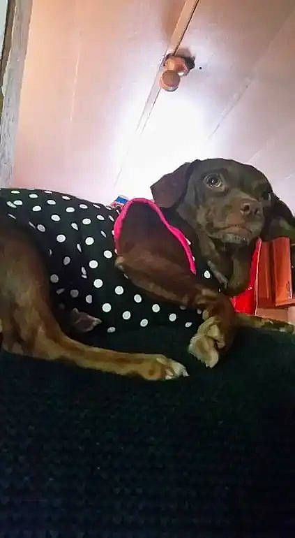 Diamond is registered to the contest to win money with this photo: canidae, carnivore, collar, companion_dog, dog, dog_breed, dog_clothes, dog_collar, dog_supply, fashion_accessory, fawn, leash, liver, pattern, personal_protective_equipment, pet_supply, snout, sporting_group, thigh, working_animal